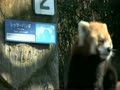 野毛山動物園　レッサーパンダ　キンタとケンケン