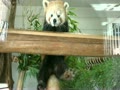 羽村市動物公園　レッサーパンダ　ソラ  Red Panda Sora